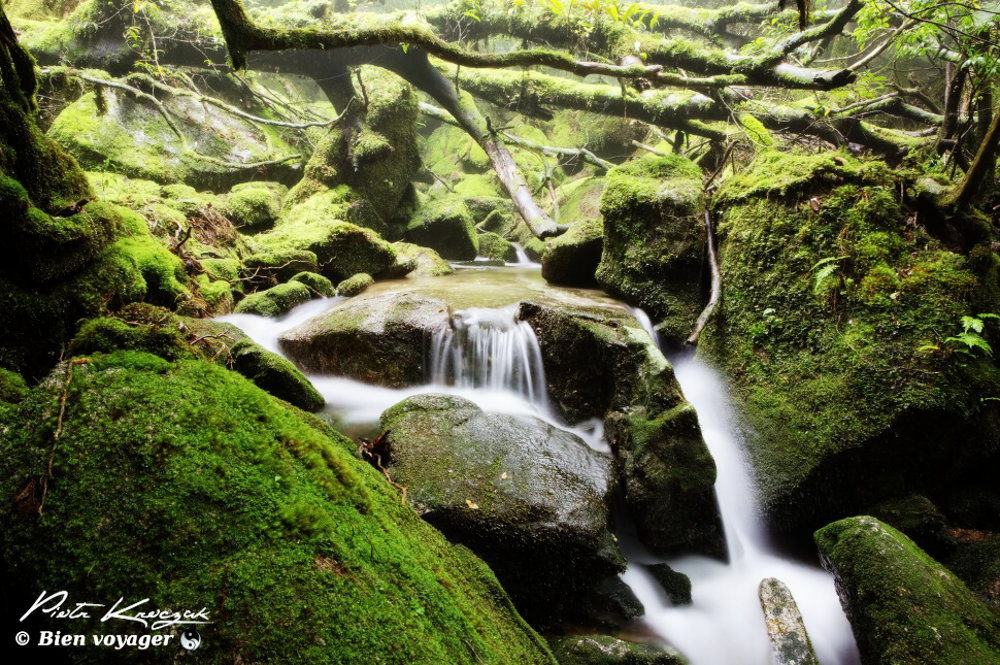 Balade dans la forêt primaire de Yakushima – Japon