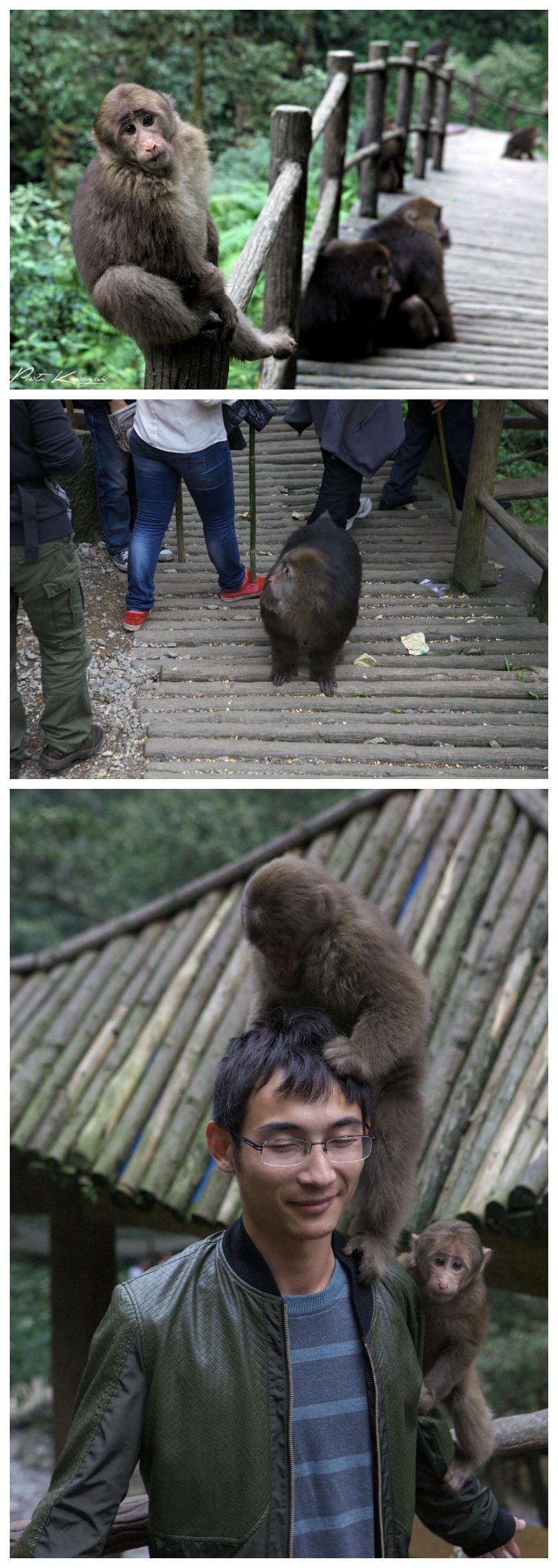 temple mont emei shan (15)