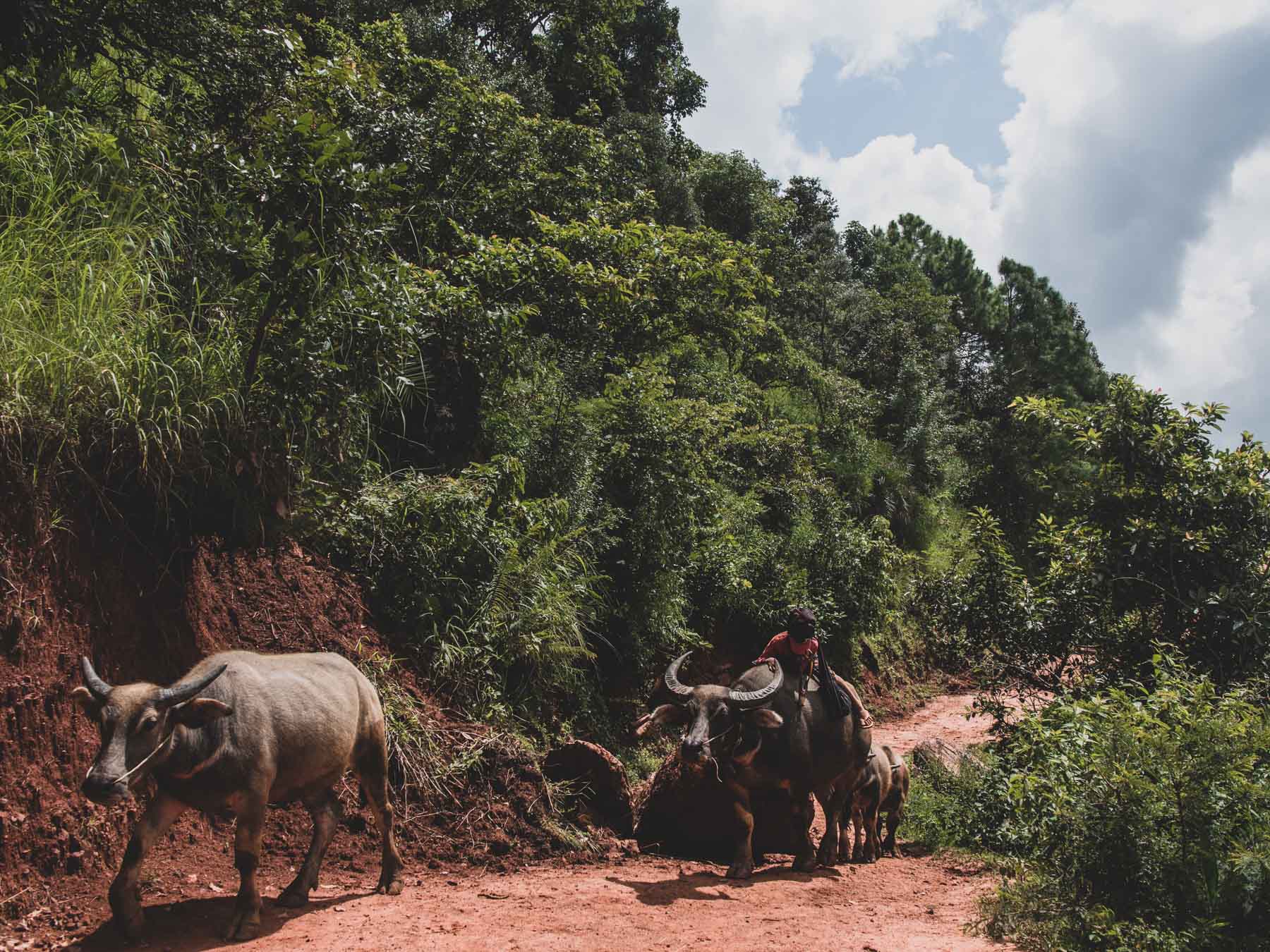 trek en birmanie : Kalaw à Inle